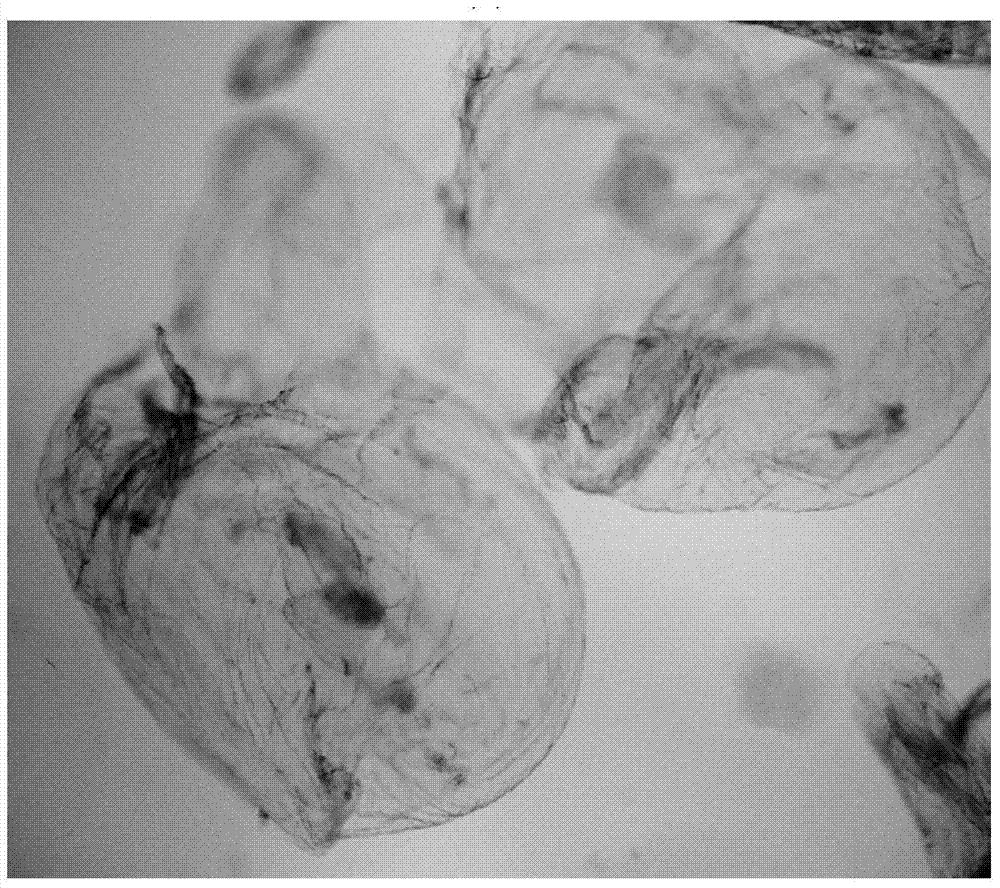 A flexible controlled-release microsphere dispersion system formed from natural water-soluble polymer and its preparation and application in enhanced oil recovery