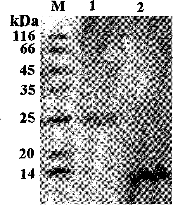 Non-virus non-structural protein foot-and-mouth disease vaccine and preparation thereof