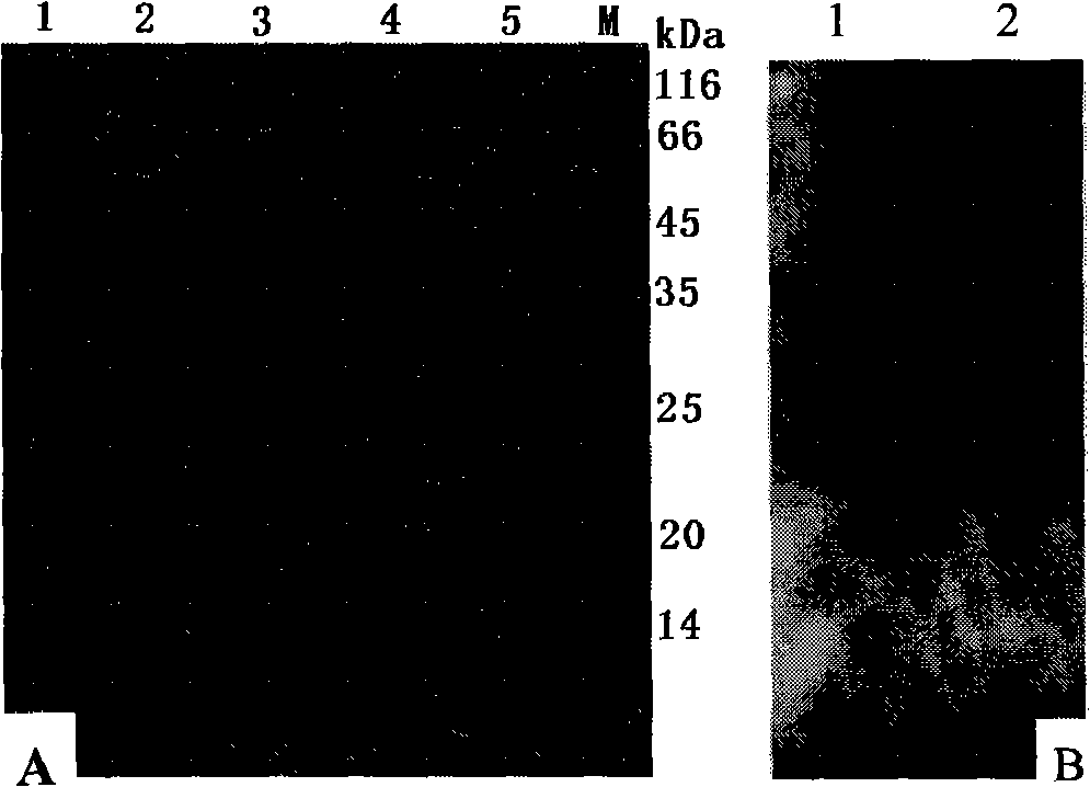 Non-virus non-structural protein foot-and-mouth disease vaccine and preparation thereof