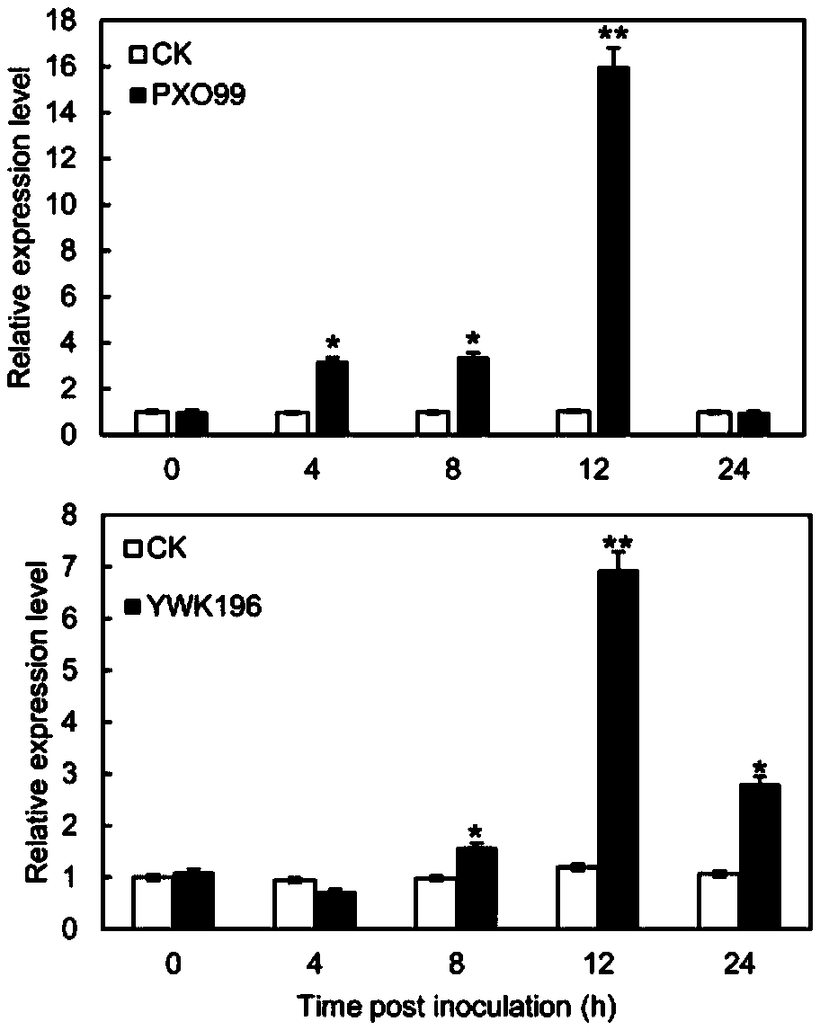 Rice transcription factor OsGTBP for regulation and control cis-type reaction element GT-1 and application thereof