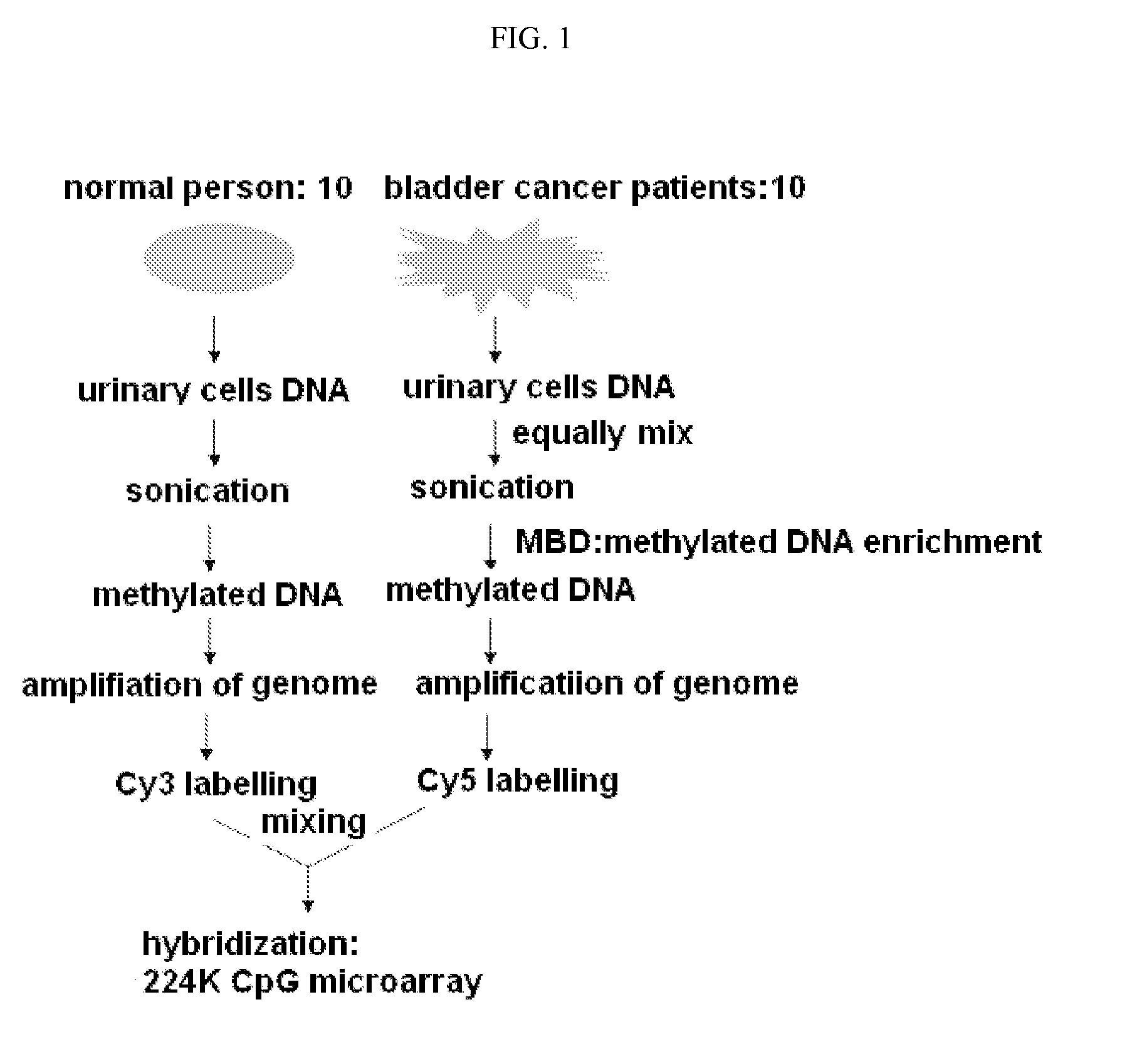 Diagnosis kit and chip for bladder cancer using bladder cancer specific methylation marker gene