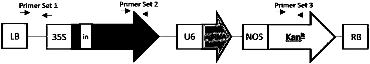 Preparation method of non-transgenic CRISPR mutant