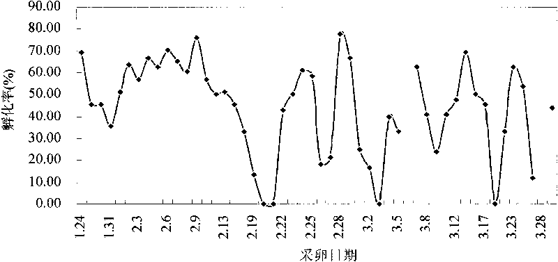 Method for inducing gonad maturity and ovulation of verasper variegates parent fish by implanting slow-release hormone