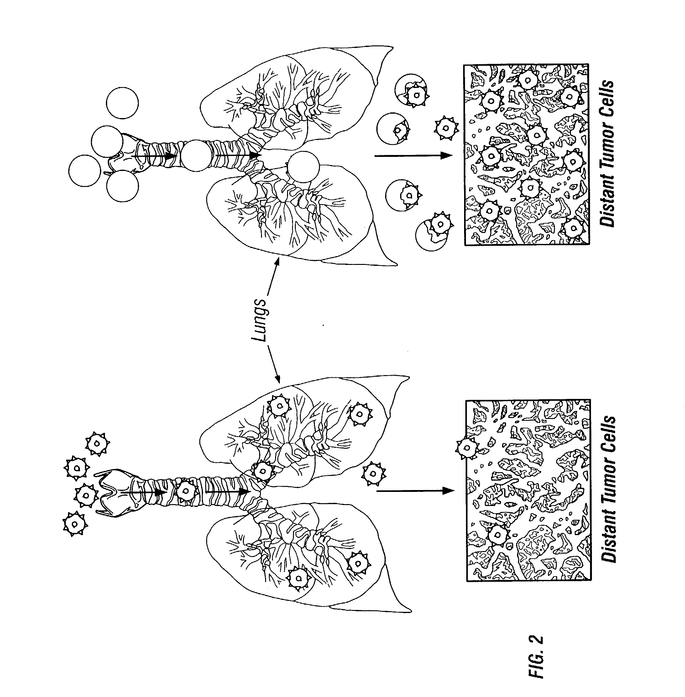 Reversible masking of liposomal complexes for targeted delivery