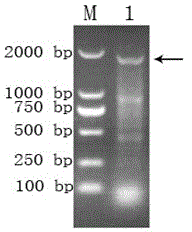 Anti-swine SC protein monoclonal antibody and application of monoclonal antibody in preparing mycoplasma hyopneumoniae SIgA antibody ELISA detection kit