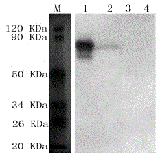 Anti-swine SC protein monoclonal antibody and application of monoclonal antibody in preparing mycoplasma hyopneumoniae SIgA antibody ELISA detection kit