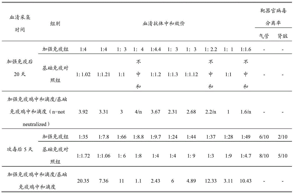 Application of avian infectious bronchitis virus vaccine strain in preparation of inactivated vaccine