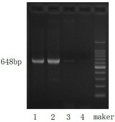 Molecular marker, primers and method for estimating right-end length of N introgressed segment of tobacco