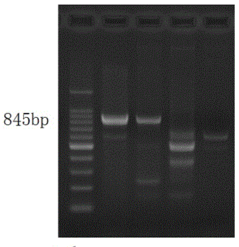 Molecular marker, primers and method for estimating right-end length of N introgressed segment of tobacco