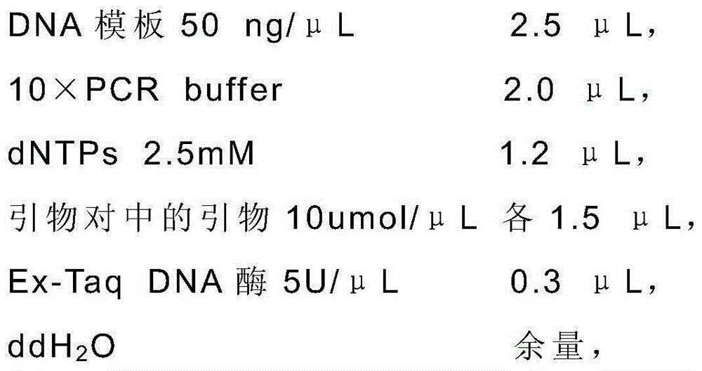 Molecular marker, primers and method for estimating right-end length of N introgressed segment of tobacco