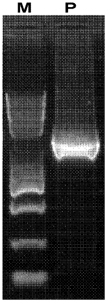 Promoter miR390 and applications thereof