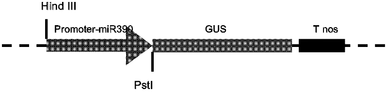 Promoter miR390 and applications thereof