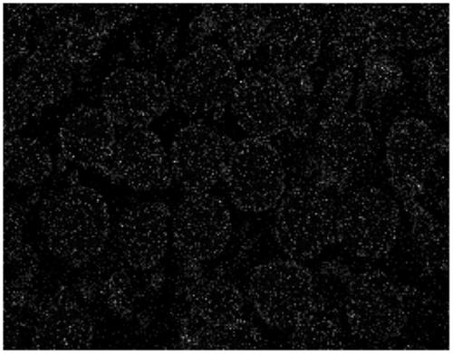 MOF-coated single crystal ternary positive electrode material and preparation method of precursor of MOF-coated single crystal ternary positive electrode material