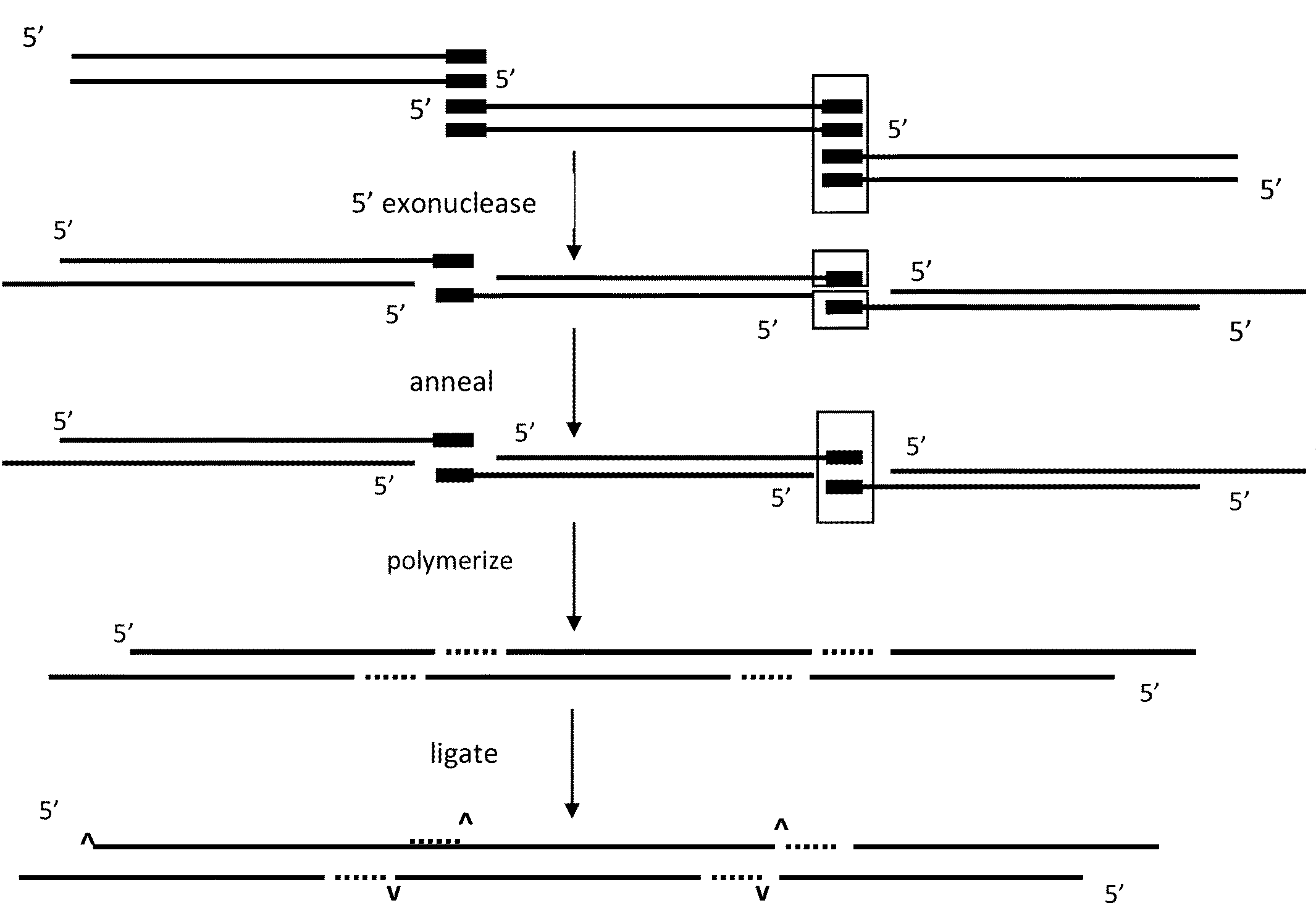 In vitro recombination method