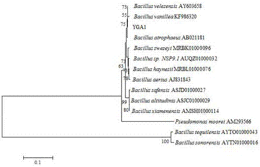 Bacillus velezensis as well as preparation method and application thereof