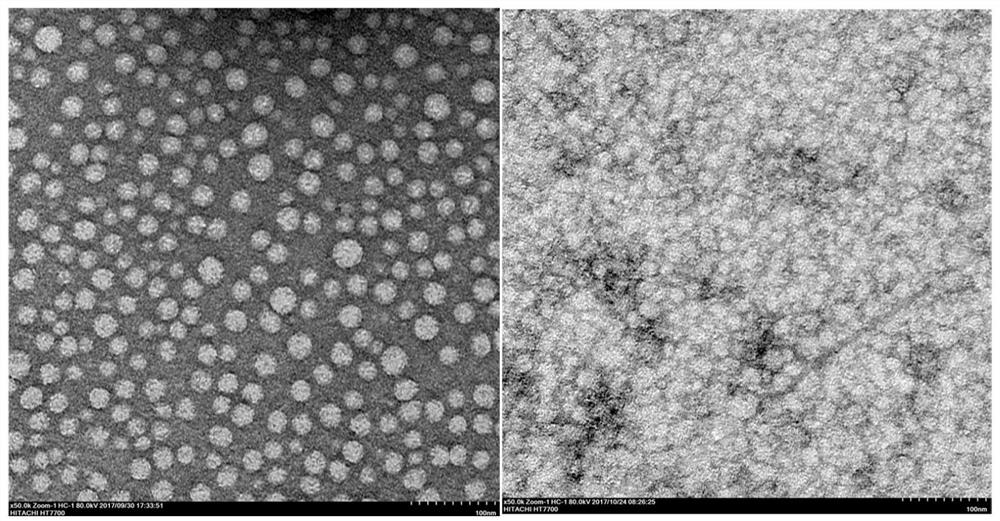 Amphiphilic targeting membrane-penetrating peptides and their self-assembled nanoprobes, drug-loaded nanoparticles