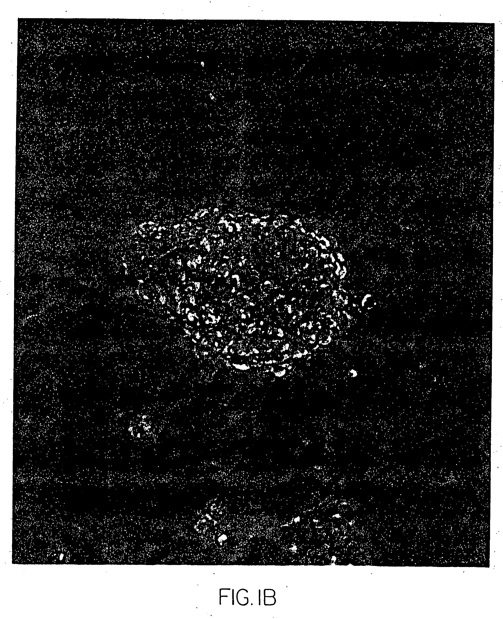 Long-term cell culture compositions and genetically modified animals derived therefrom