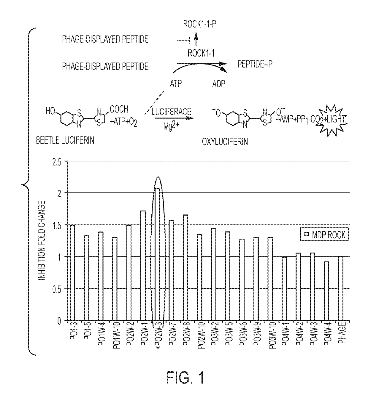 Rho associated kinase (ROCK) inhibitors and their use in treating disease