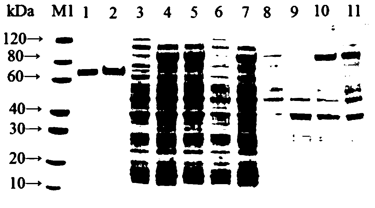 Avirulent C-type clostridium botulinum gene engineering subunit vaccine and production method thereof