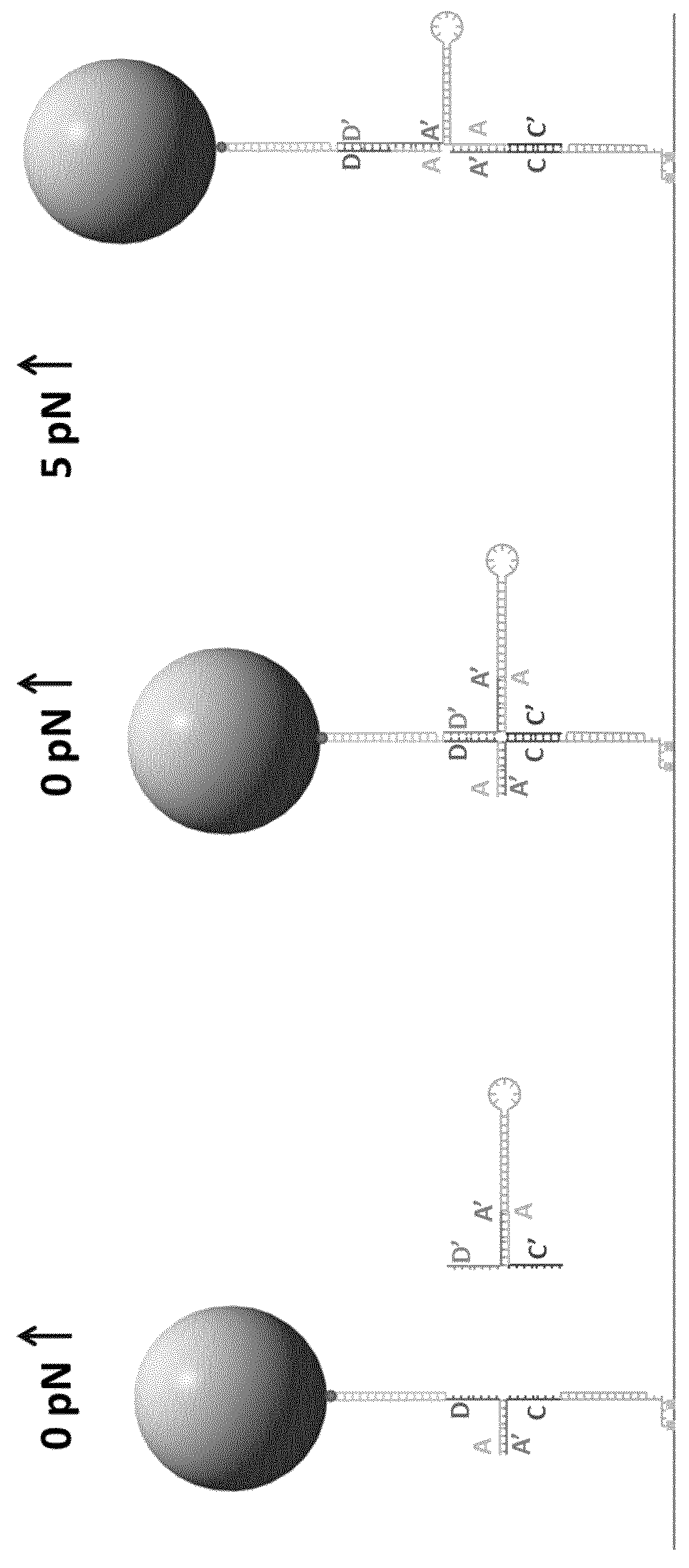 Formation of hairpins in situ using force-induced strand invasion