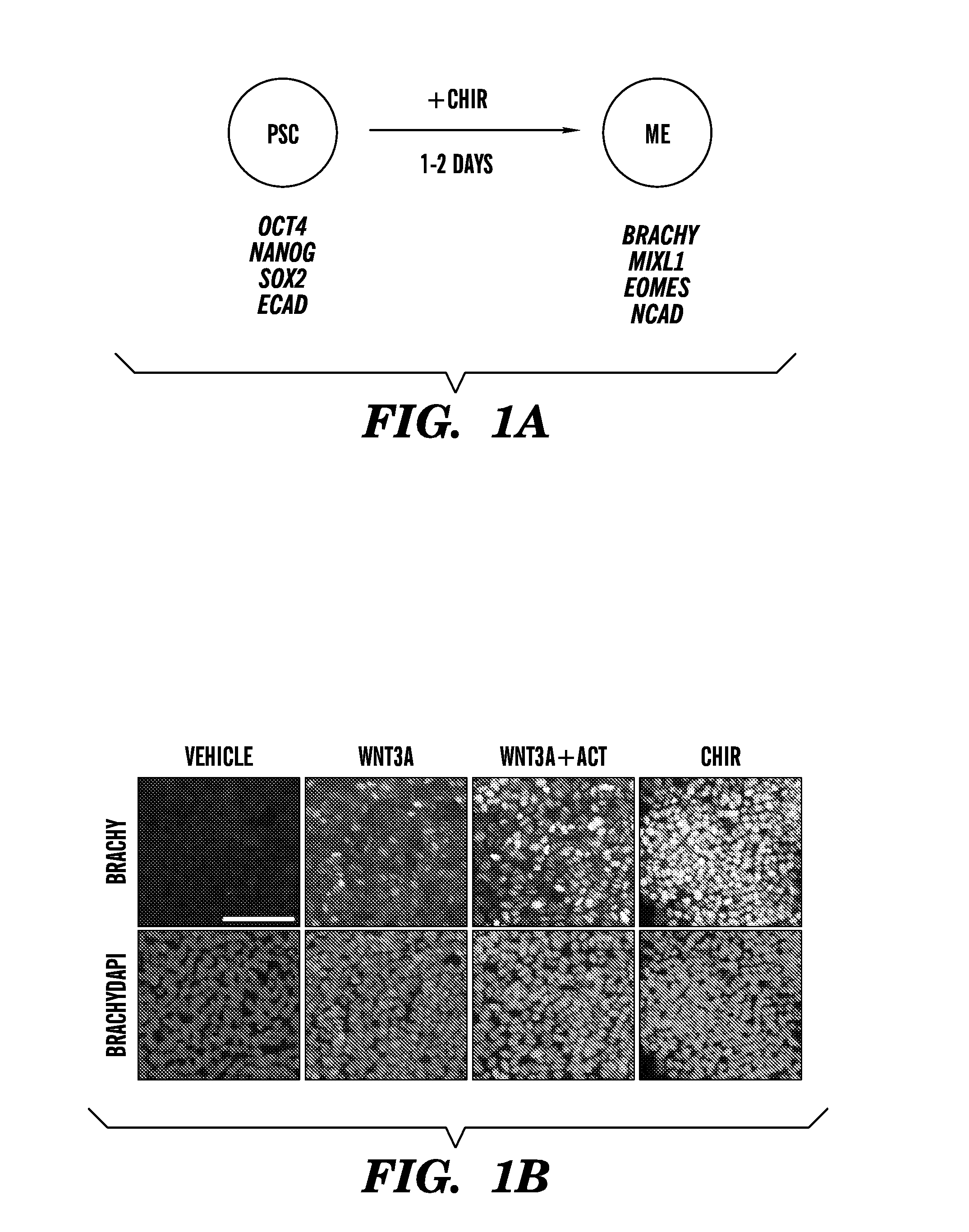 Methods of generating intermediate mesoderm cells from human pluripotent stem cells