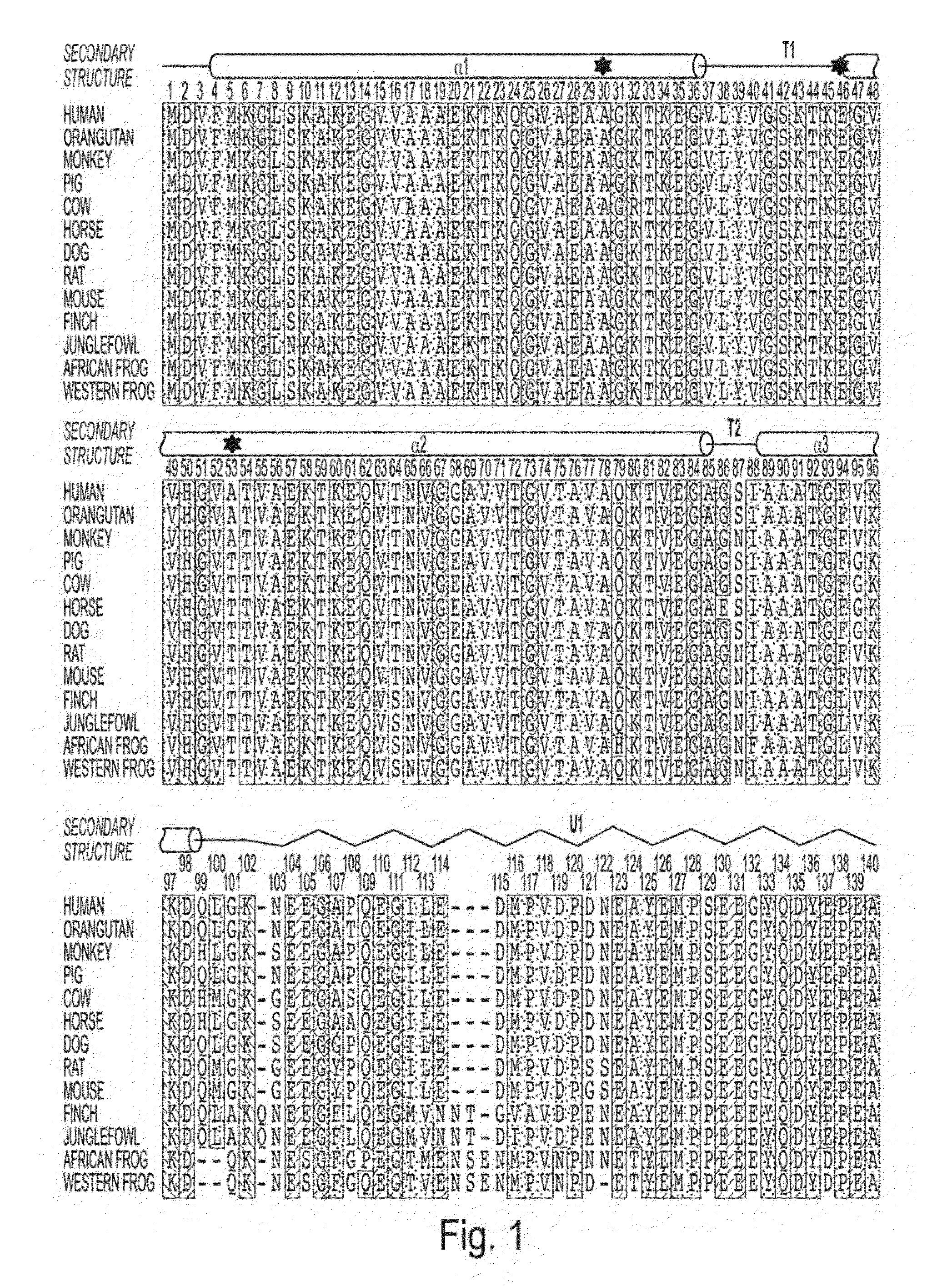 Tetrameric alpha-synuclein and use thereof