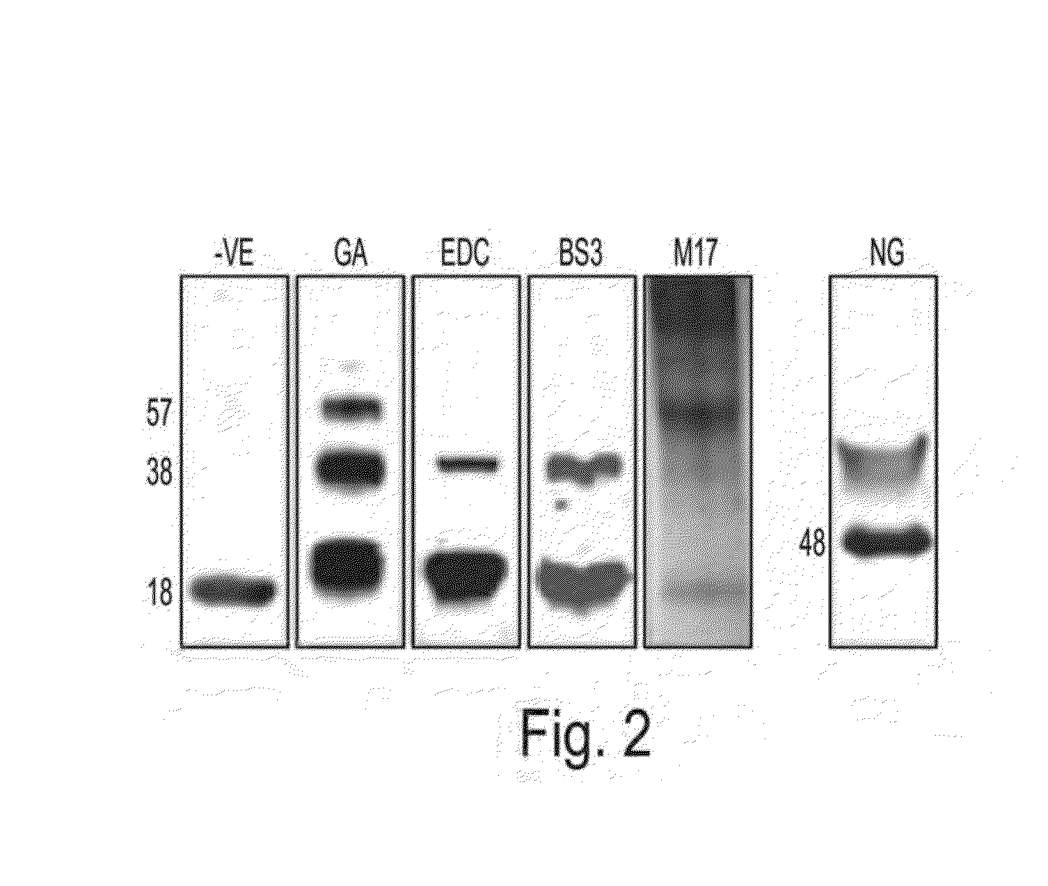 Tetrameric alpha-synuclein and use thereof