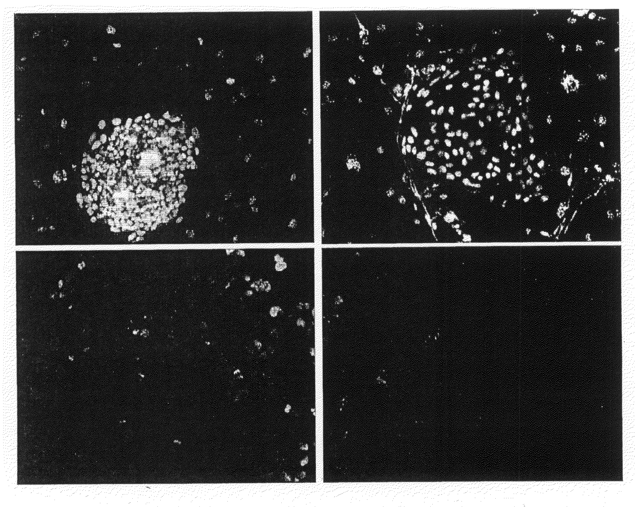 Novel Carbohydrate Profile Compositions From Human Cells and Methods for Analysis and Modification Thereof