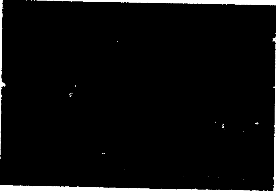 Process for preparing conductive polymer periodic microstructure