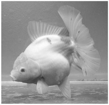 Method for creating jade rabbit pleated skirt Taishi goldfish