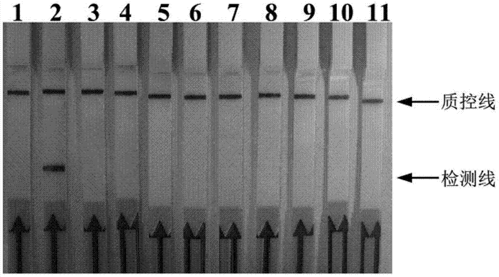 Primer and probe sequences for LAMP-LFD detection of Vibrio vulnificus