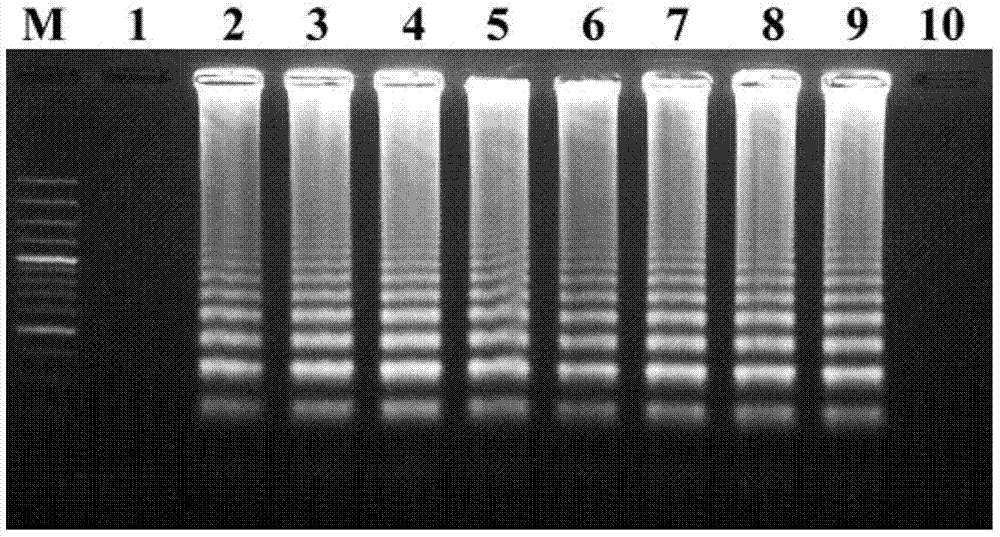 Primer and probe sequences for LAMP-LFD detection of Vibrio vulnificus