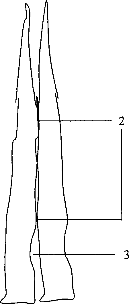 Garden big-tree and bonsai quick shaping method