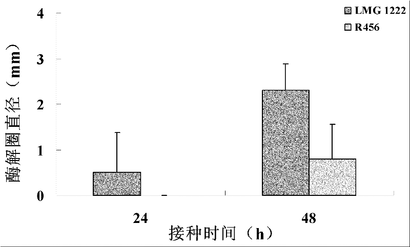 Rice rhizosphere burkholderia and application thereof in prevention and control of rice sheath blight disease