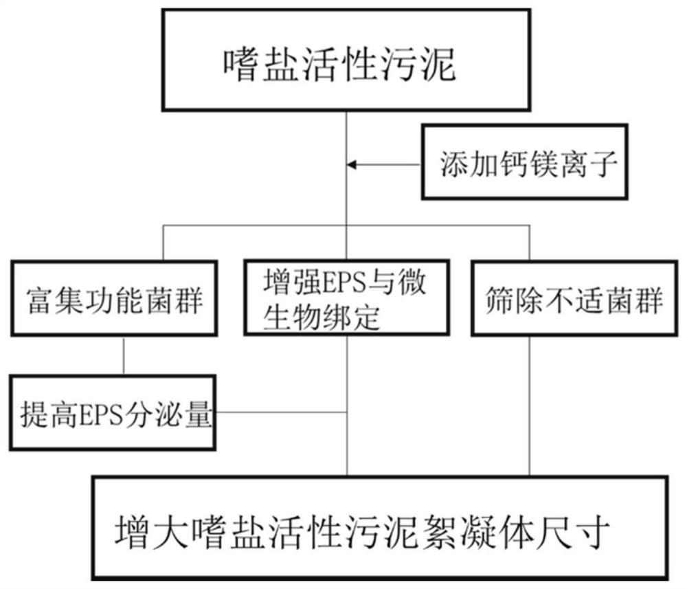 Method for promoting halophilic activated sludge flora to secrete extracellular polymeric substances