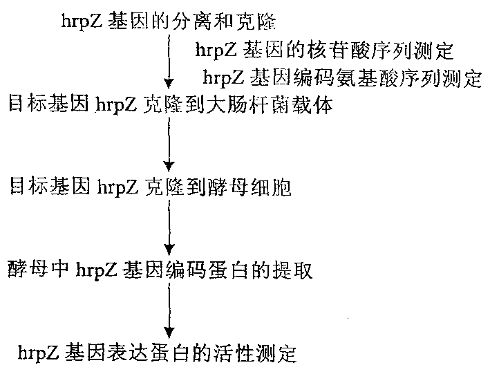 Yeast genetically engineered strain expressing hrp gene and constructing method thereof