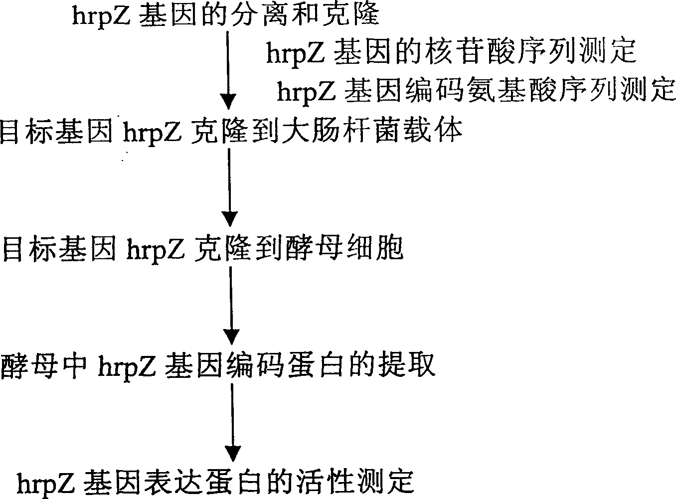 Yeast genetically engineered strain expressing hrp gene and constructing method thereof