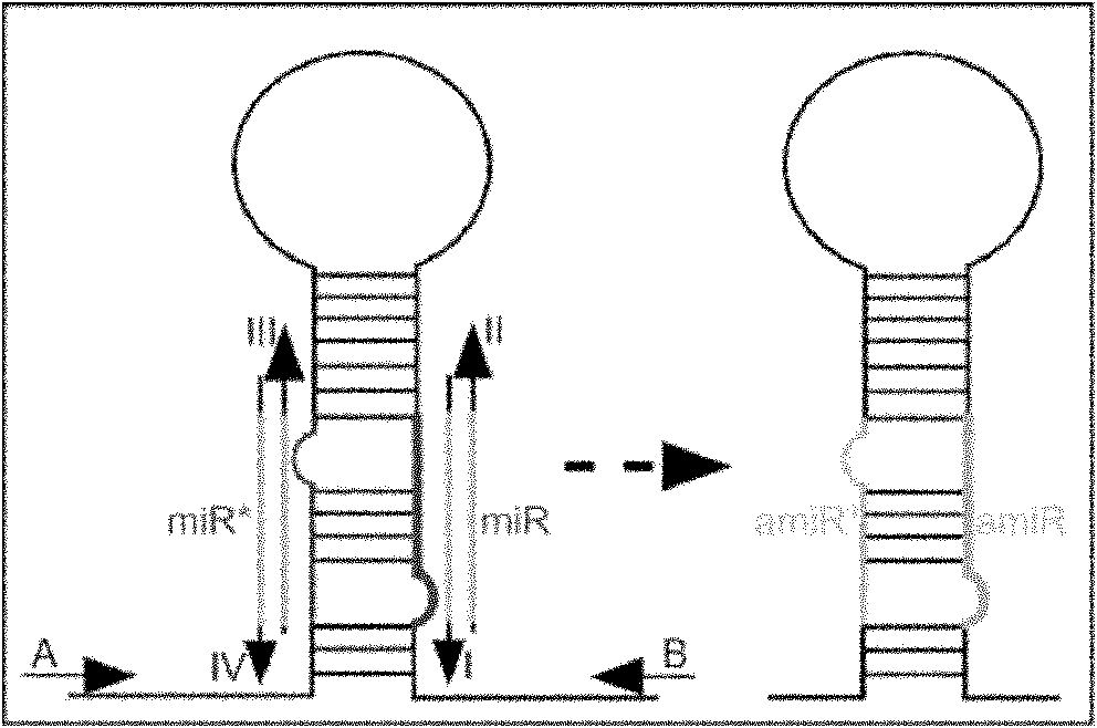 Plant virus inhibitory artificial miRNA (microRNA) and construction and application thereof