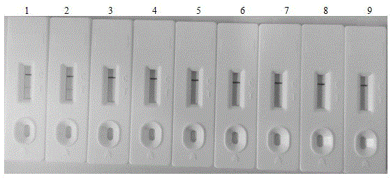 Porcine pseudorabies virus gE IgM antibody colloidal gold immunochromatograohic assay test strip as well as preparation method and application thereof