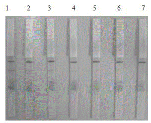 Porcine pseudorabies virus gE IgM antibody colloidal gold immunochromatograohic assay test strip as well as preparation method and application thereof