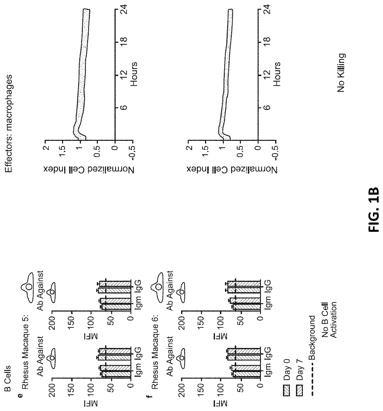 Modified pluripotent cells