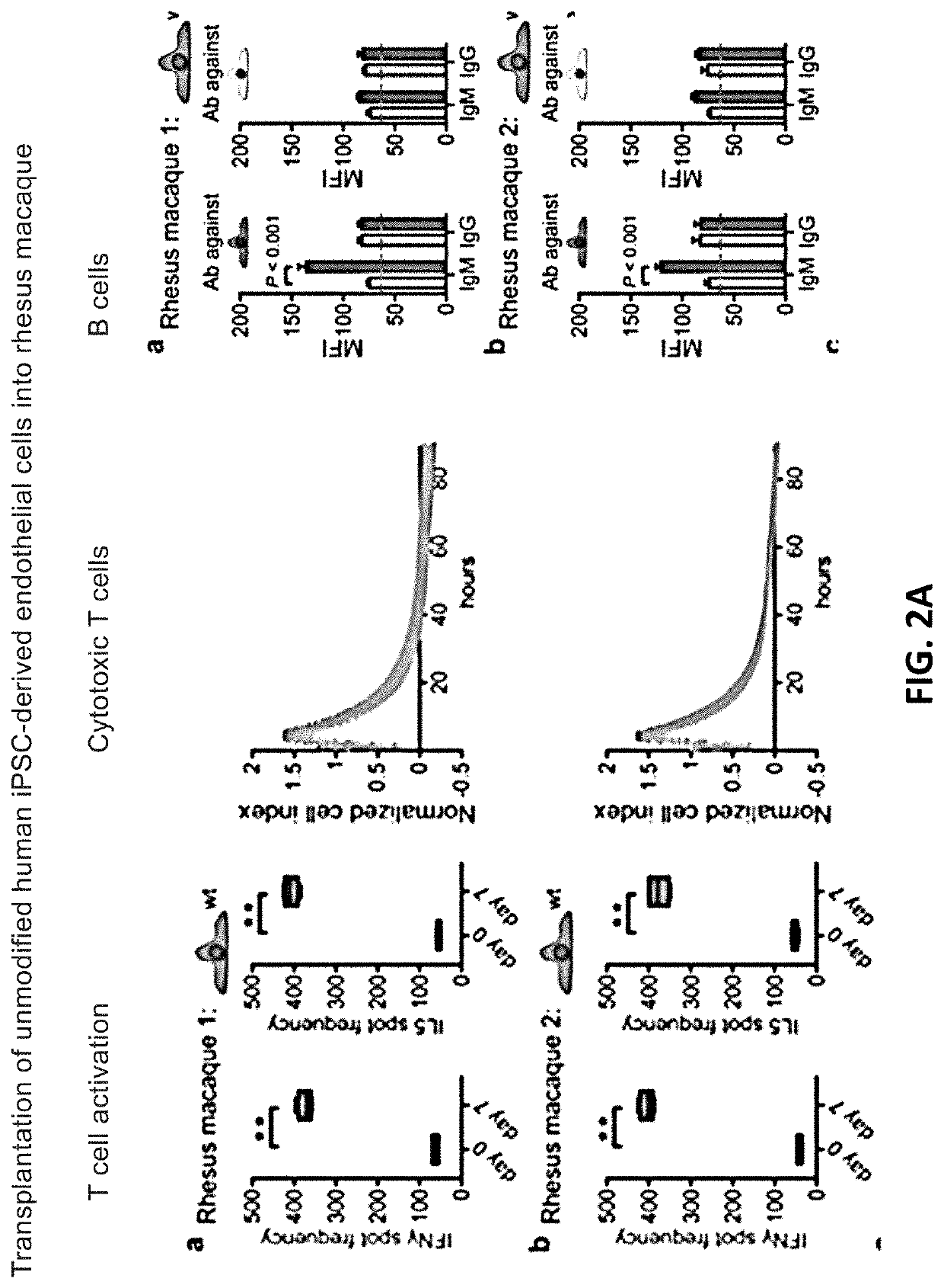 Modified pluripotent cells