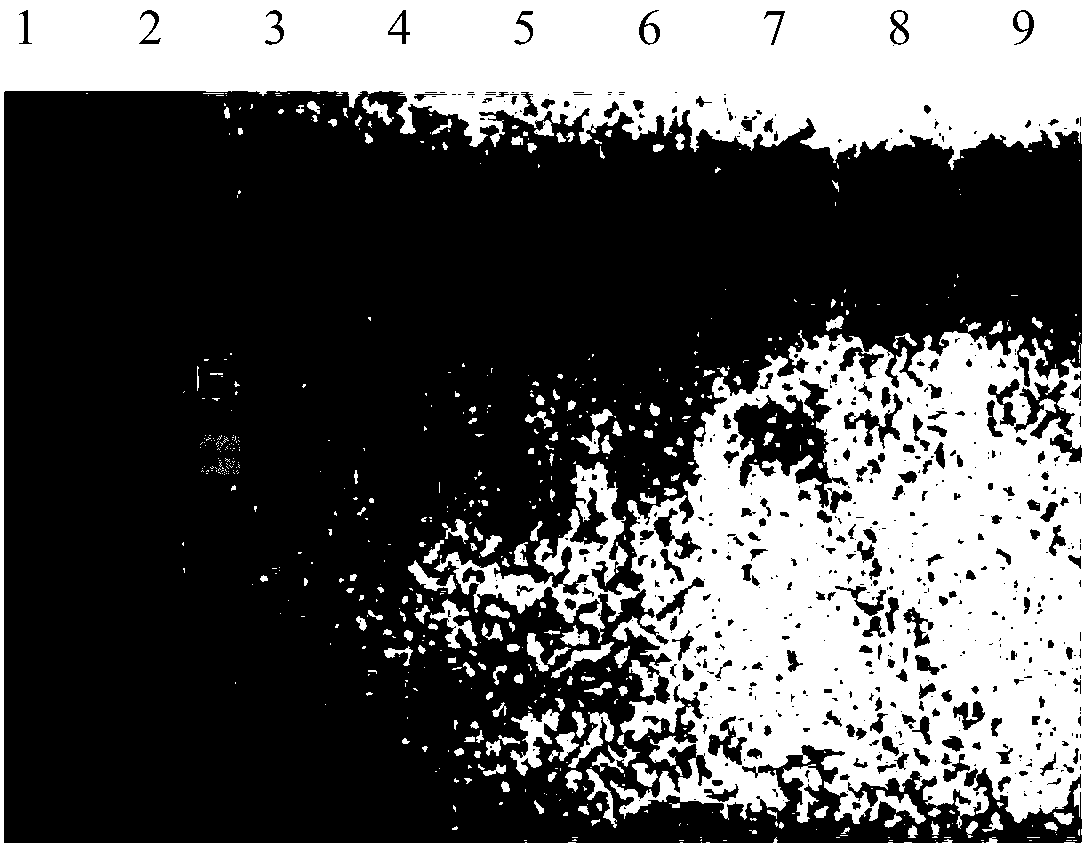 PEG binding number detection method of PEG modifier protein