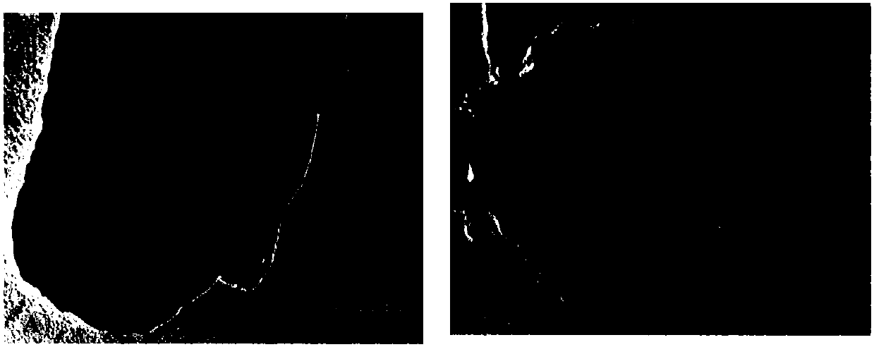 Poly(polyphenol) coated nitrification inhibitor as well as preparation method and application thereof