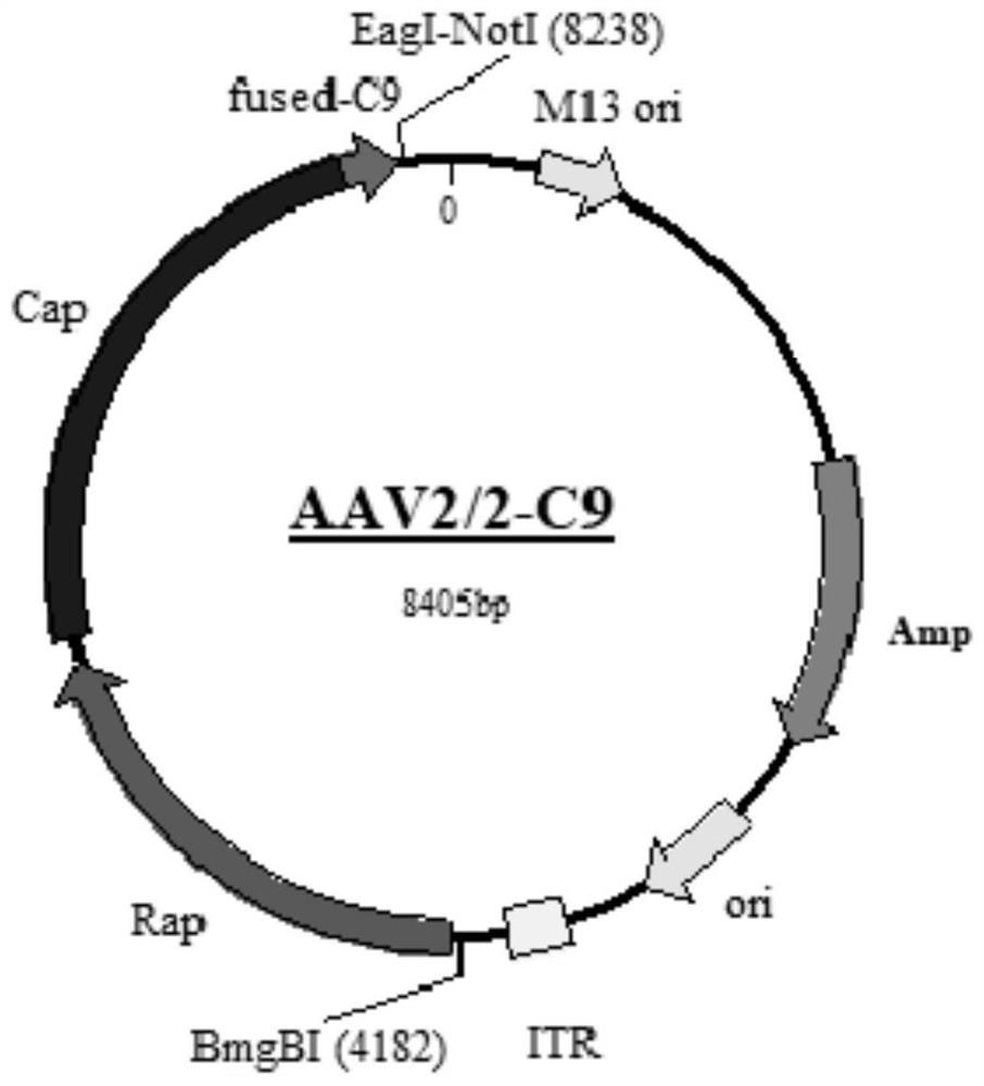 Gene carrier for treating or preventing crystalline retinitis pigmentosa and use thereof