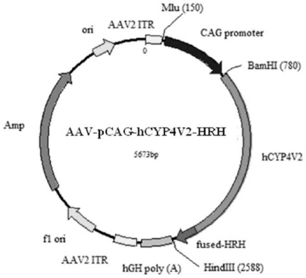 Gene carrier for treating or preventing crystalline retinitis pigmentosa and use thereof