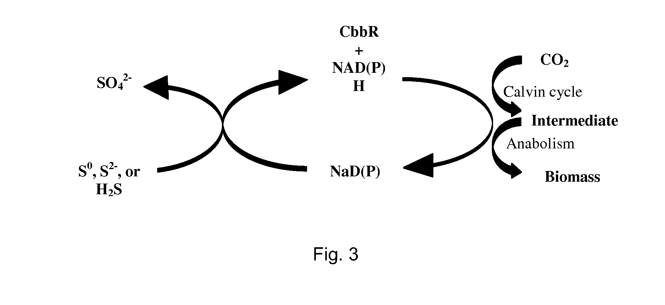 Biological and Chemical Process Utilizing Chemoautotrophic Microorganisms