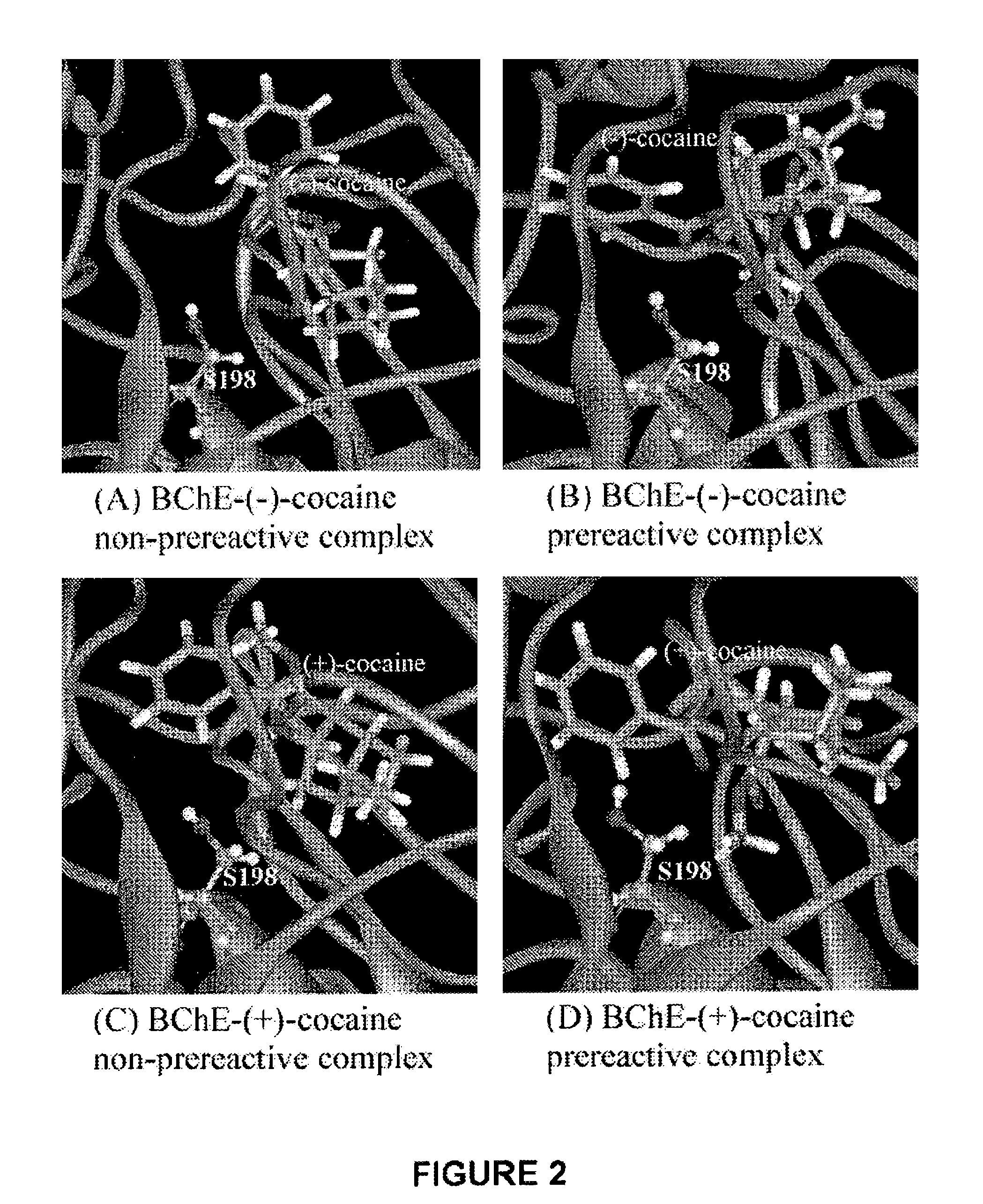 High-activity mutants of butyrylcholinesterase for cocaine hydrolysis and method of generating the same