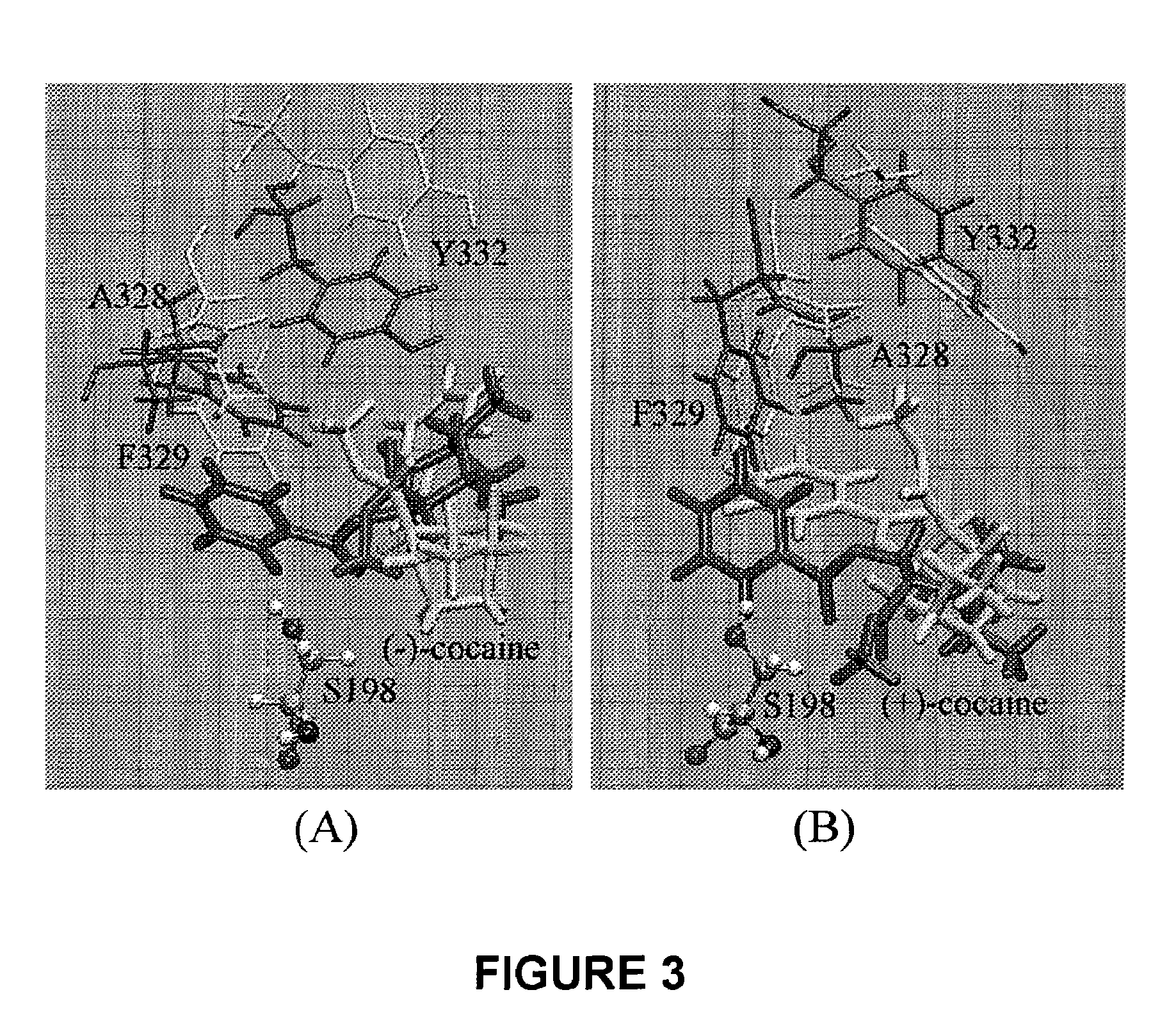 High-activity mutants of butyrylcholinesterase for cocaine hydrolysis and method of generating the same