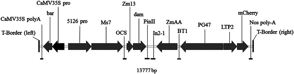 Multi-control sterility expression vector constructed on basis of Ms7 gene and method for using multi-control sterility expression vector for keeping and reproducing corn recessive genic male sterile lines